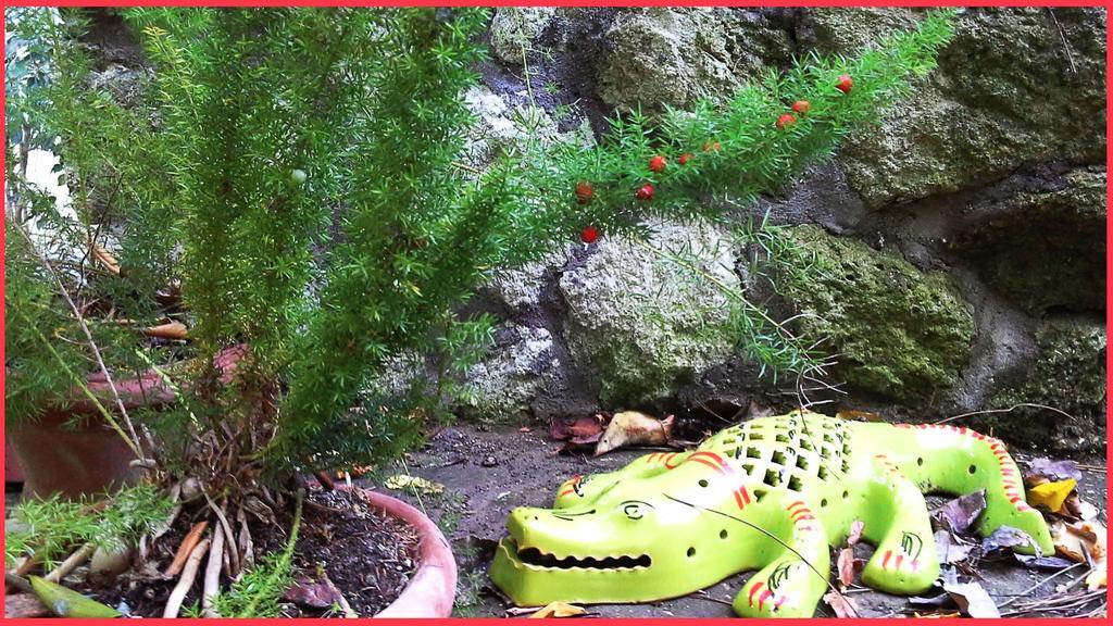 B&B La Salamandra Kitchengarden Форио Экстерьер фото